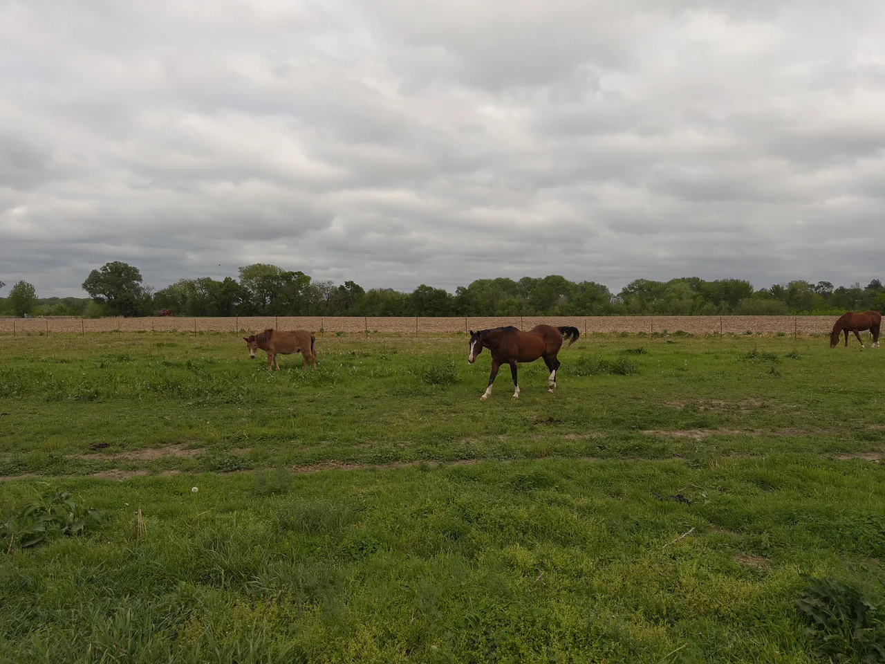 Horses in a field
