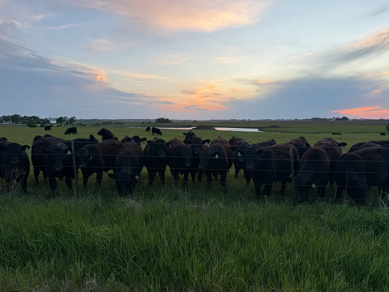 Cow field