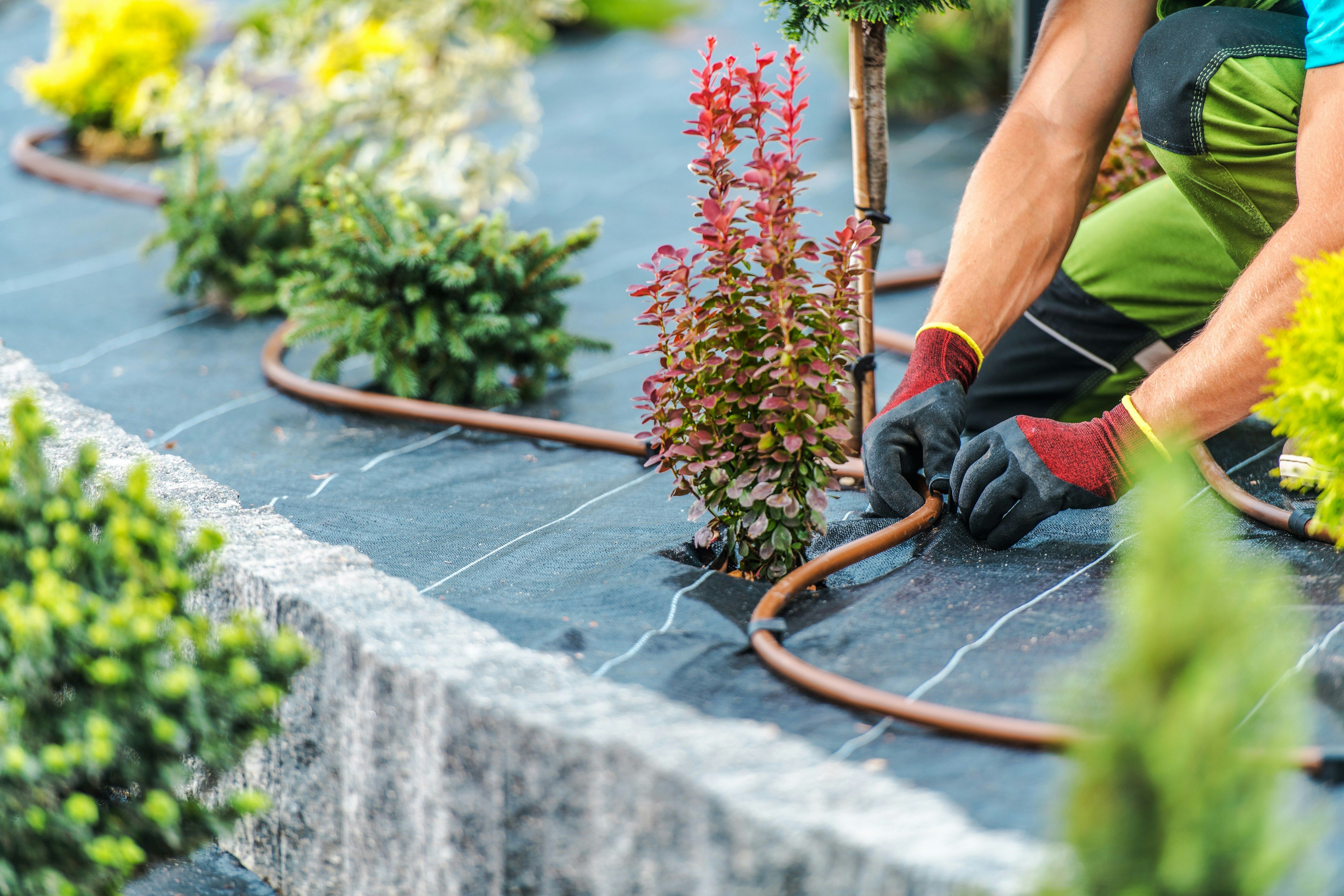 Gardener installing drip irrigation around newly planted shrubs in a landscaped garden bed.