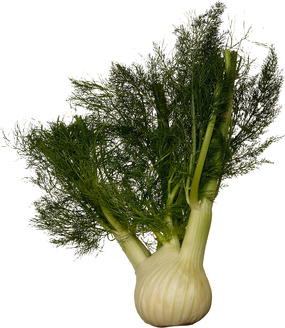 Fennel