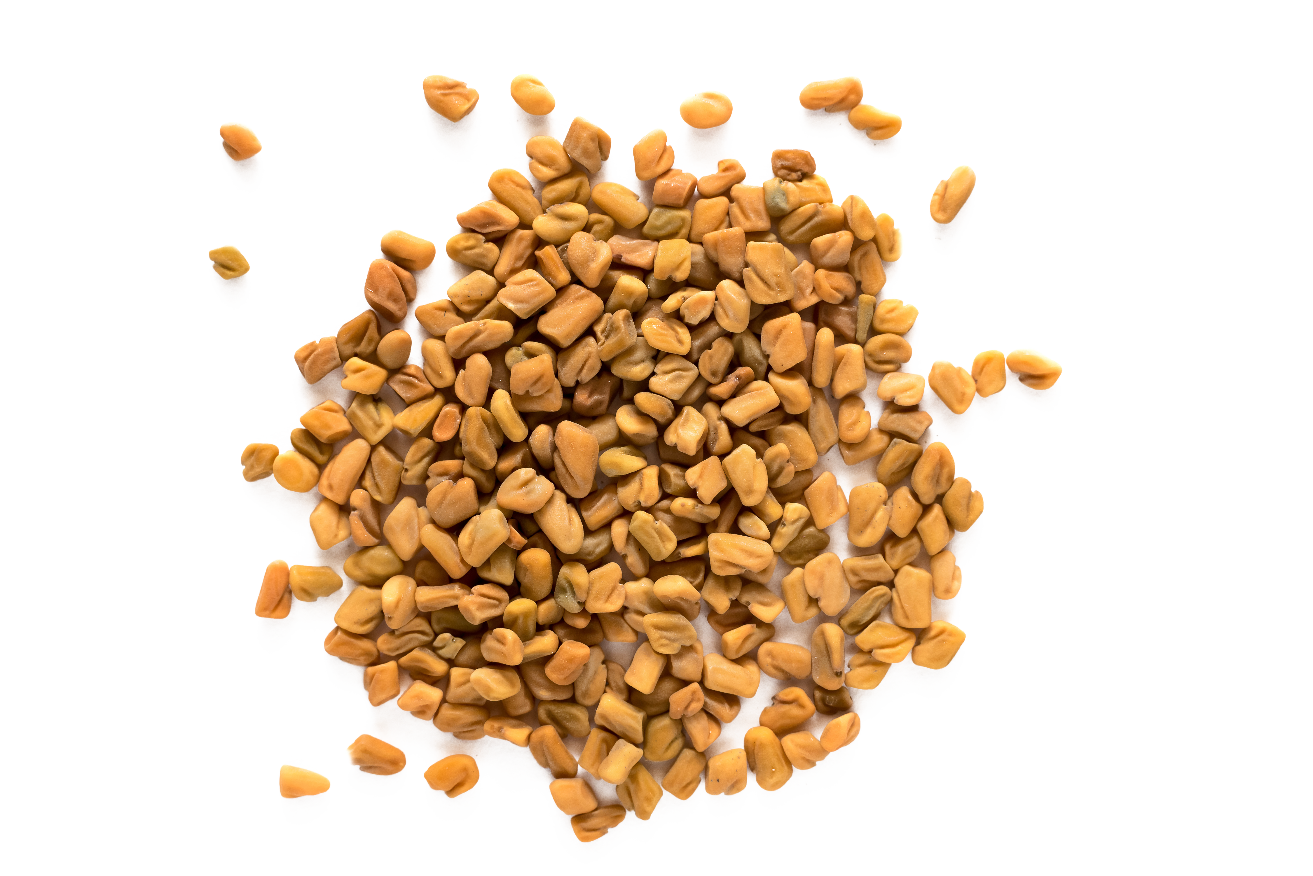 Fenugreek