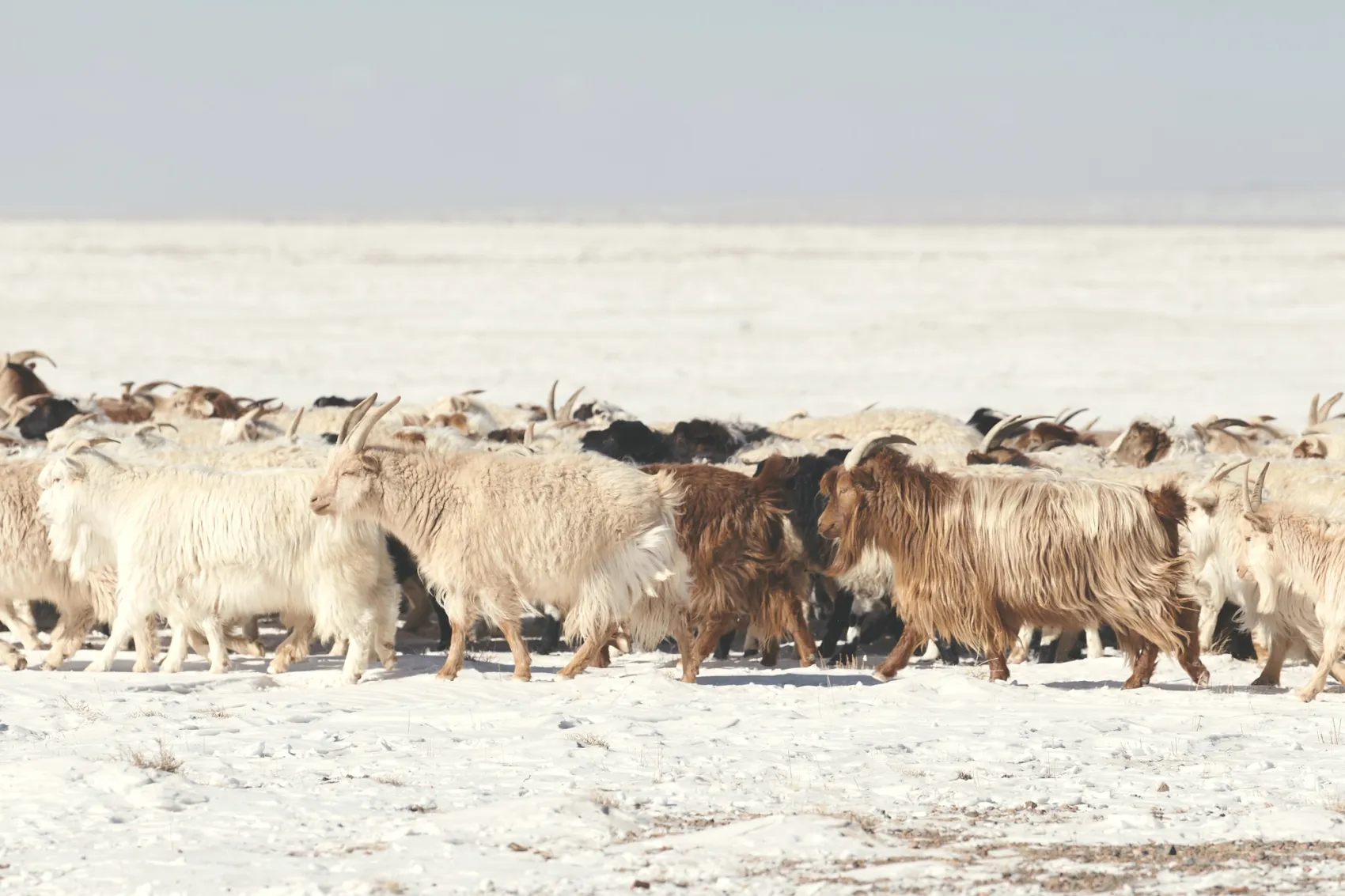 Gobi cashmere
