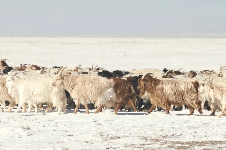 Gobi cashmere
