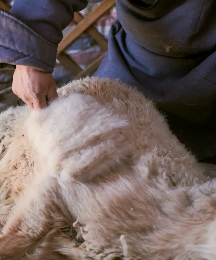 Gobi cashmere