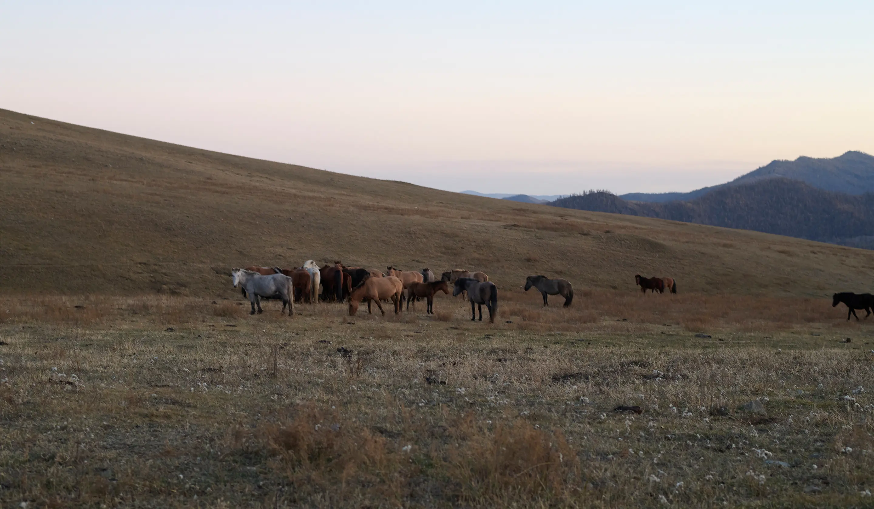 Pre-Fall 2025 -Timeless Comfort | GOBI Cashmere