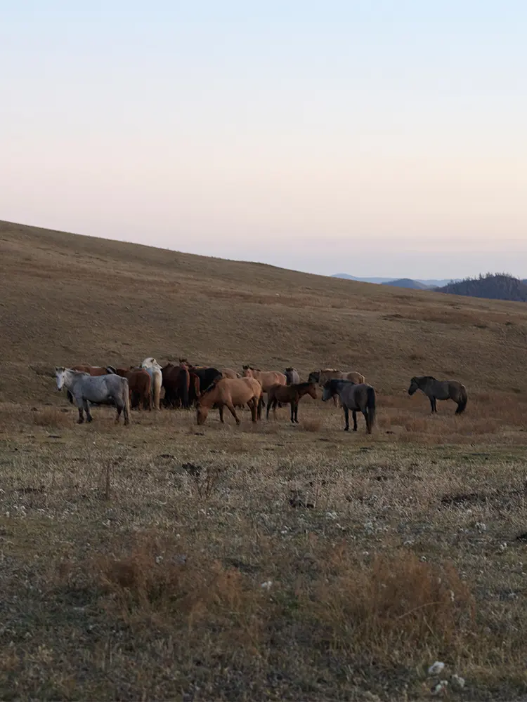 Pre-Fall 2025 -Timeless Comfort | GOBI Cashmere