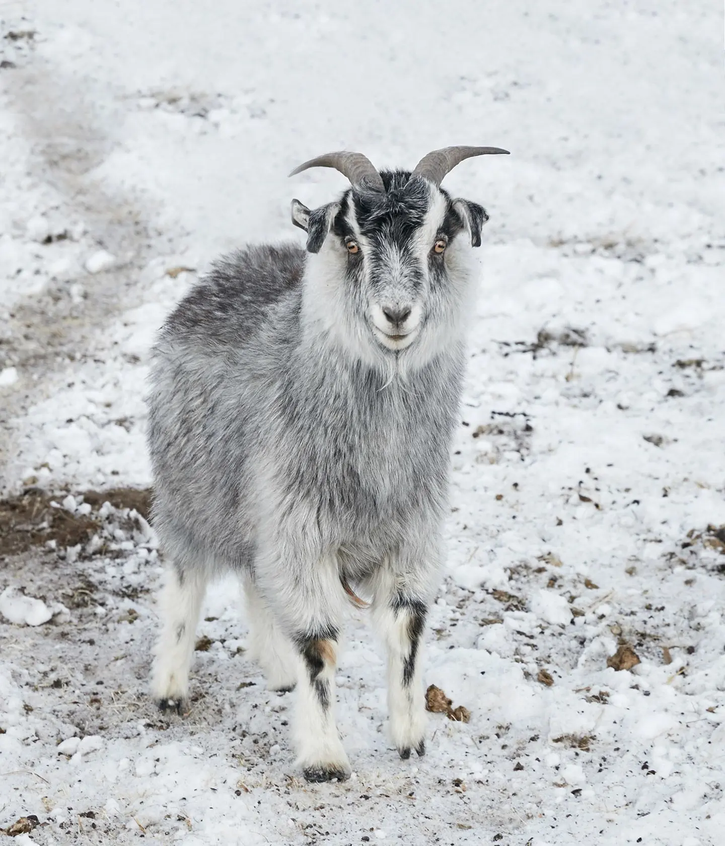 Blue / Grey Goats image