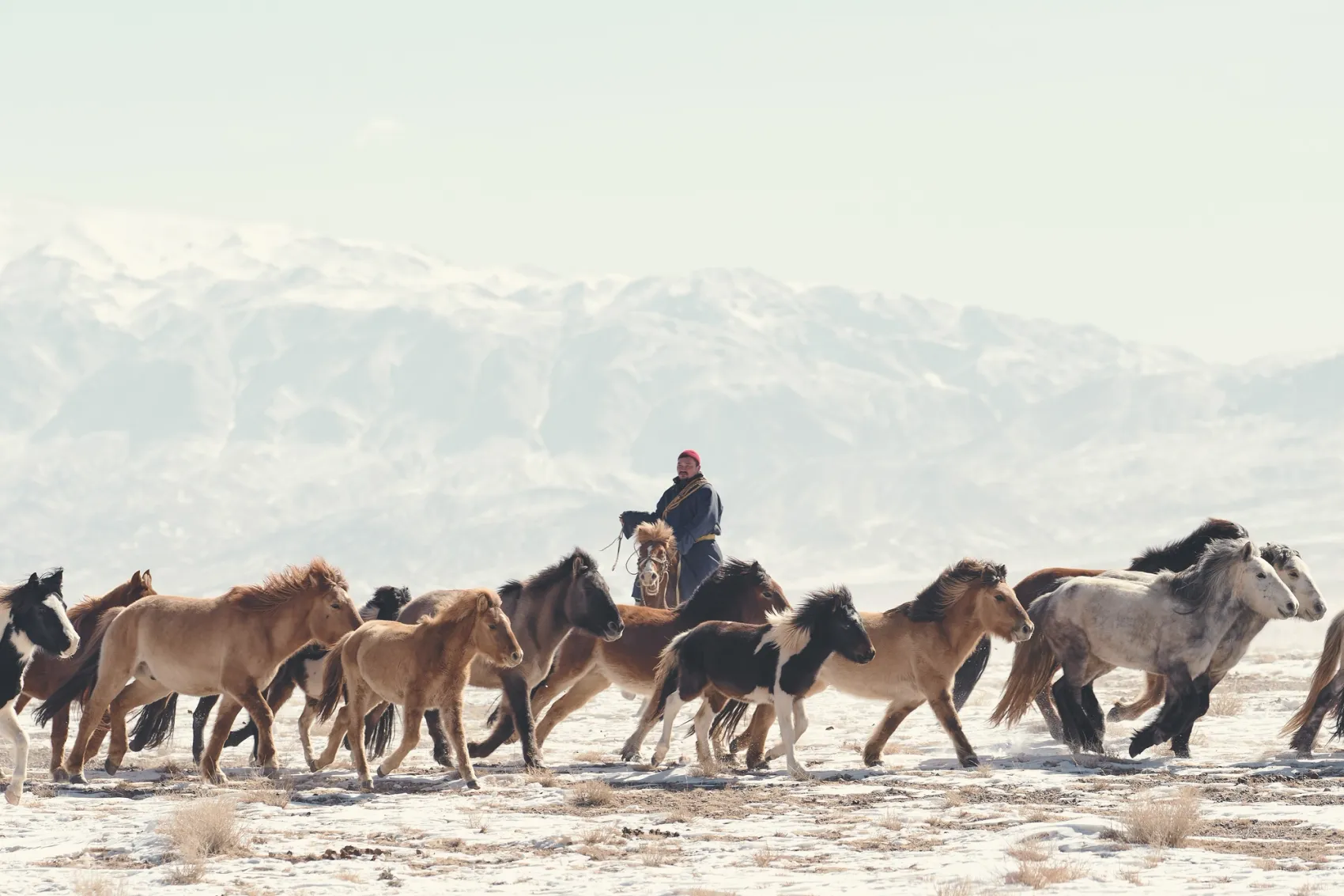 Gobi cashmere