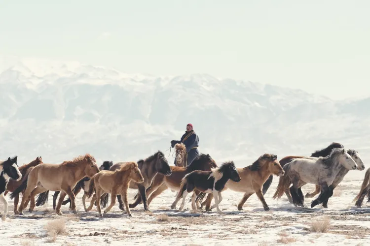 Gobi cashmere