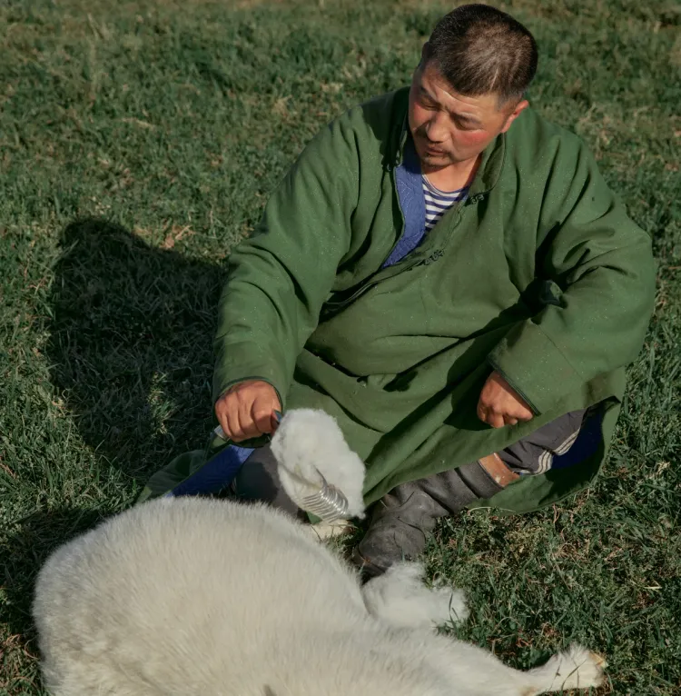 Gobi cashmere