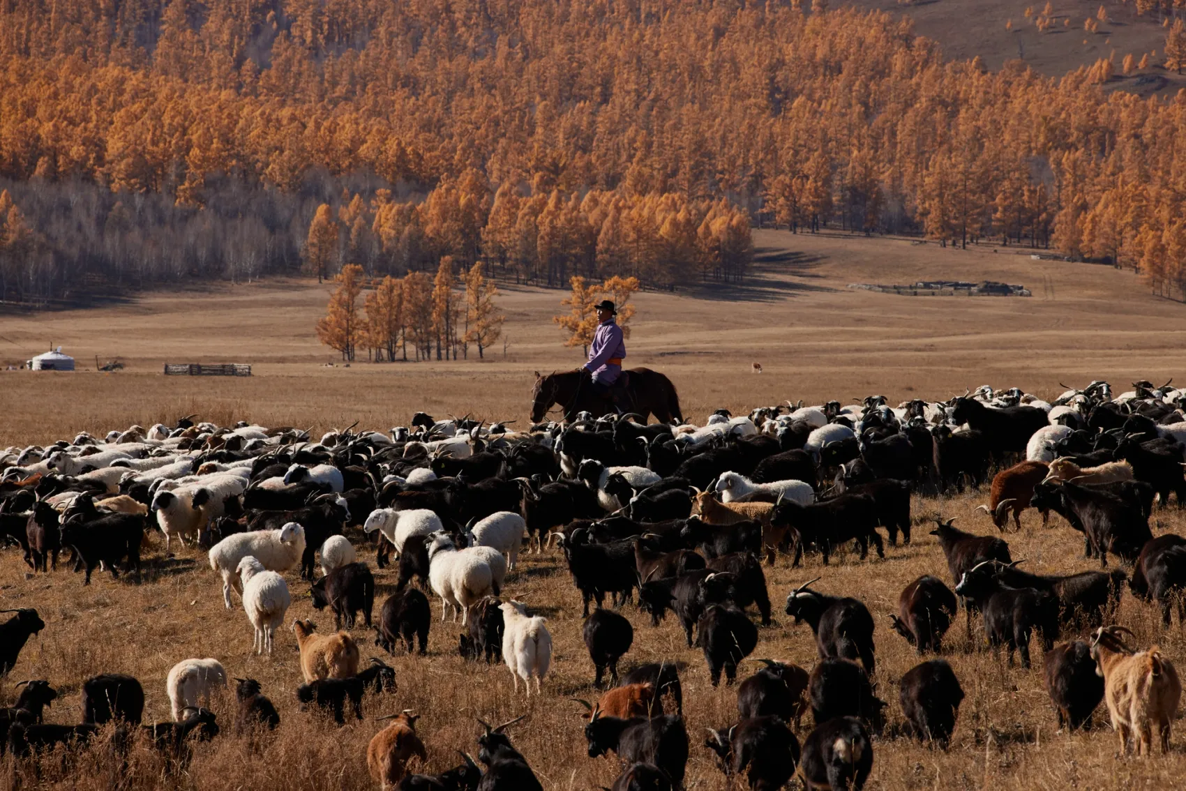 A Day in the Life of a Mongolian Cashmere Herder