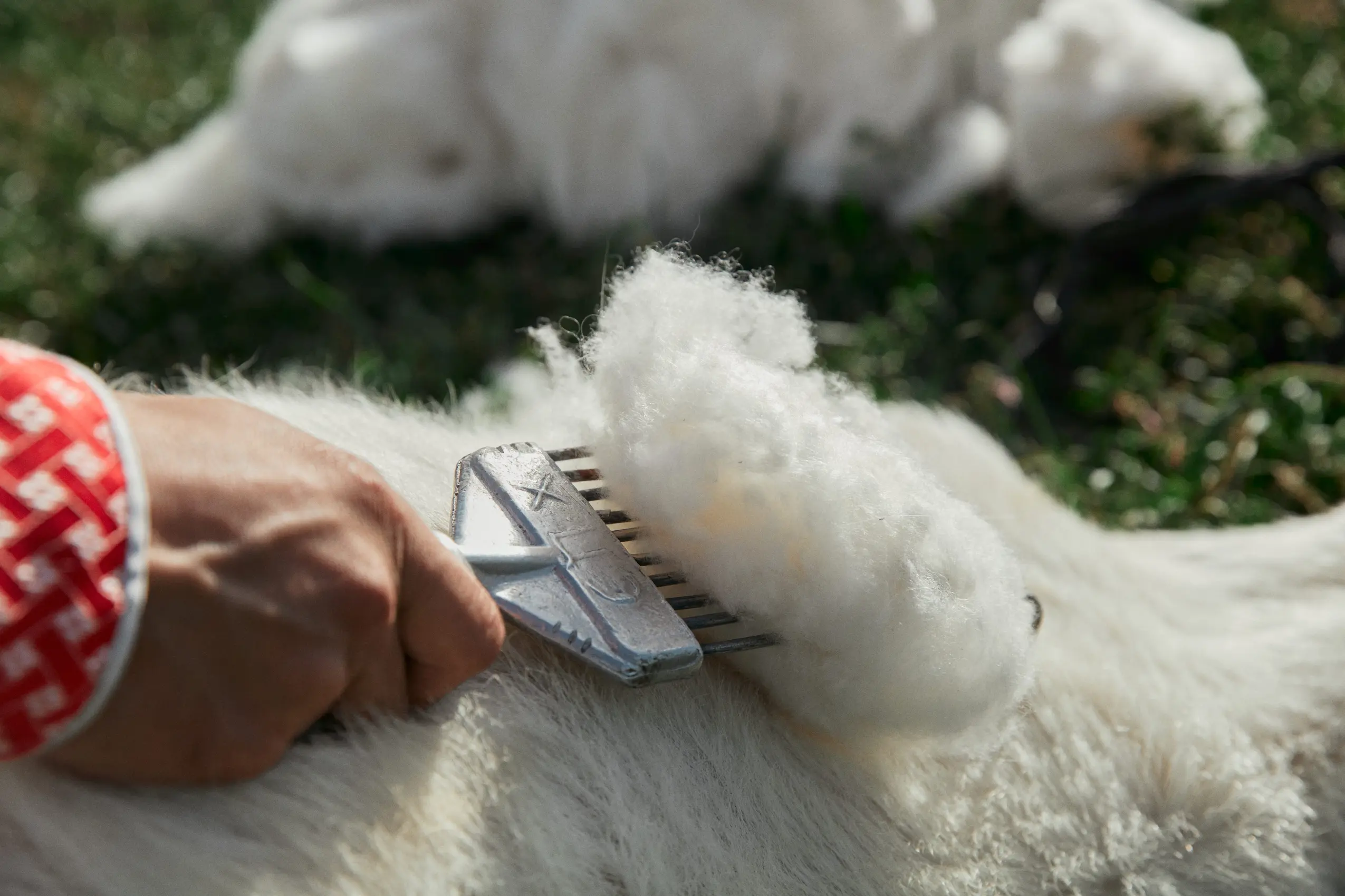 mongolian herder combing cashmere