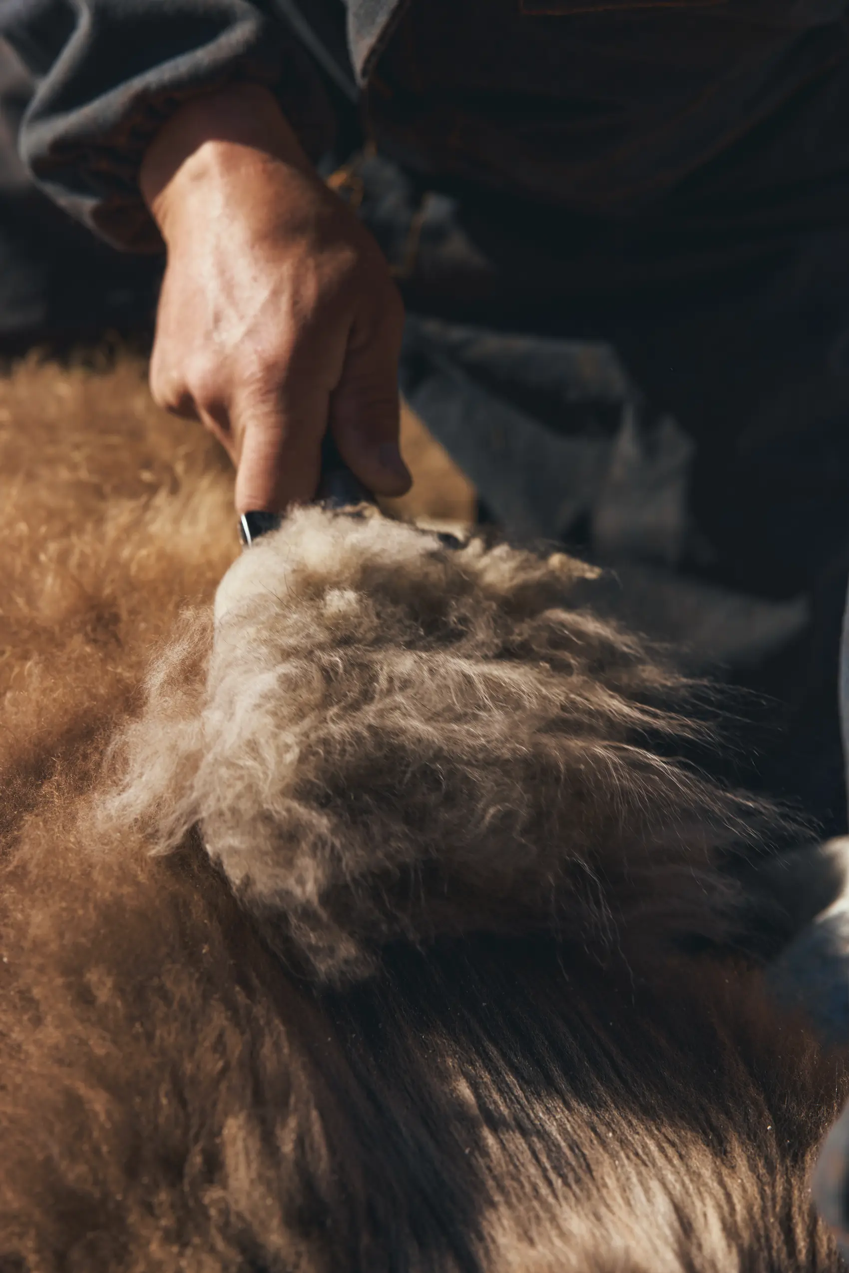 Gobi cashmere