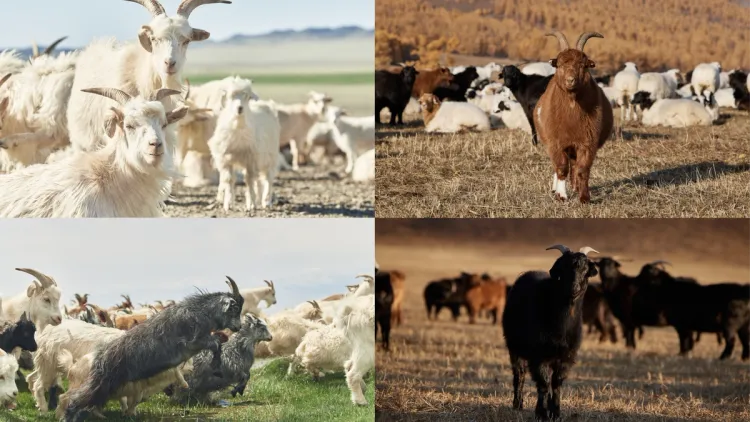 Gobi cashmere