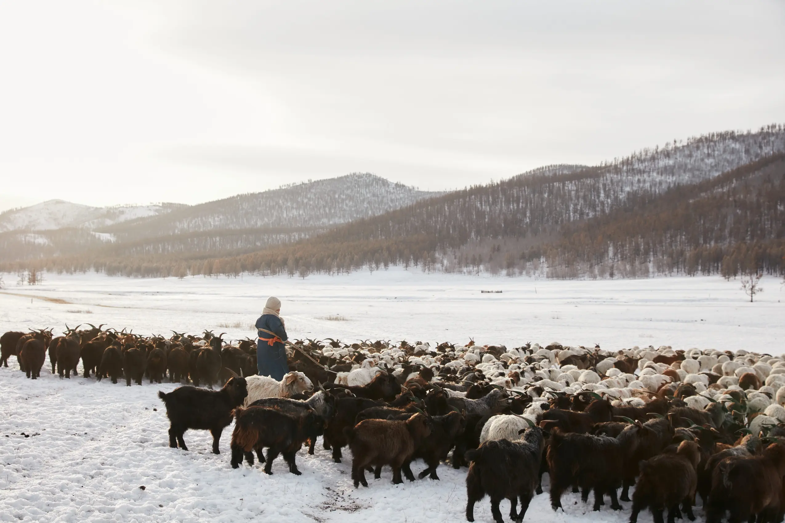 herd in a snowy valley