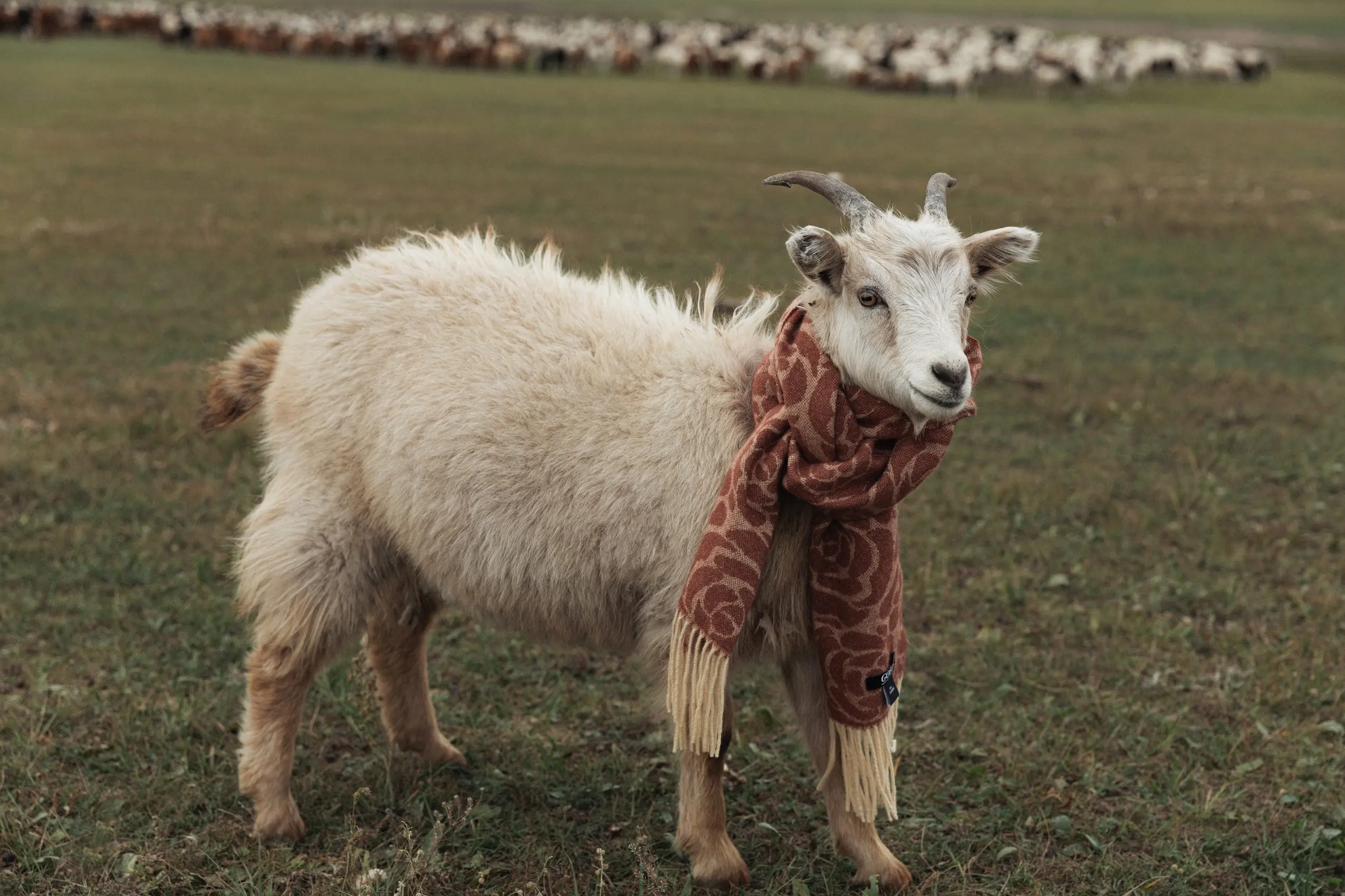 silly goat wearing cashmere scarf
