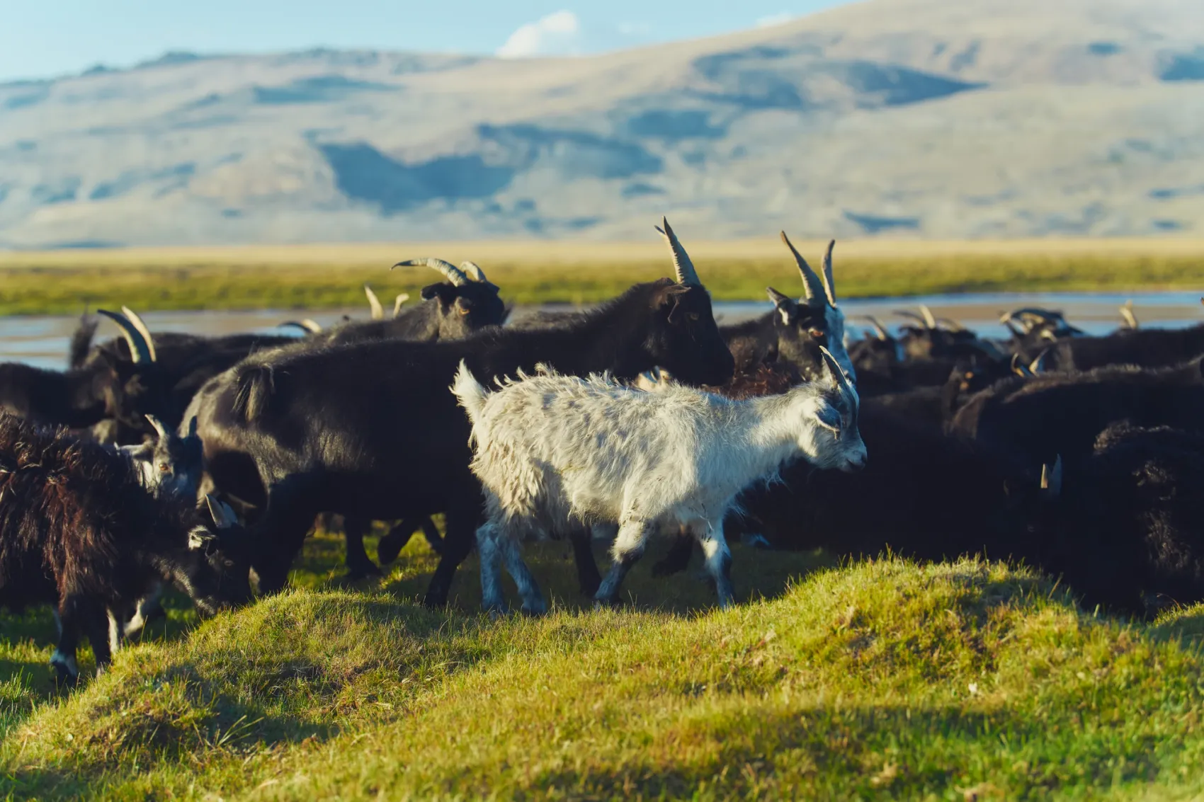 From Herd to Home: A Behind-the-Scenes Look at Sustainable Mongolian Cashmere