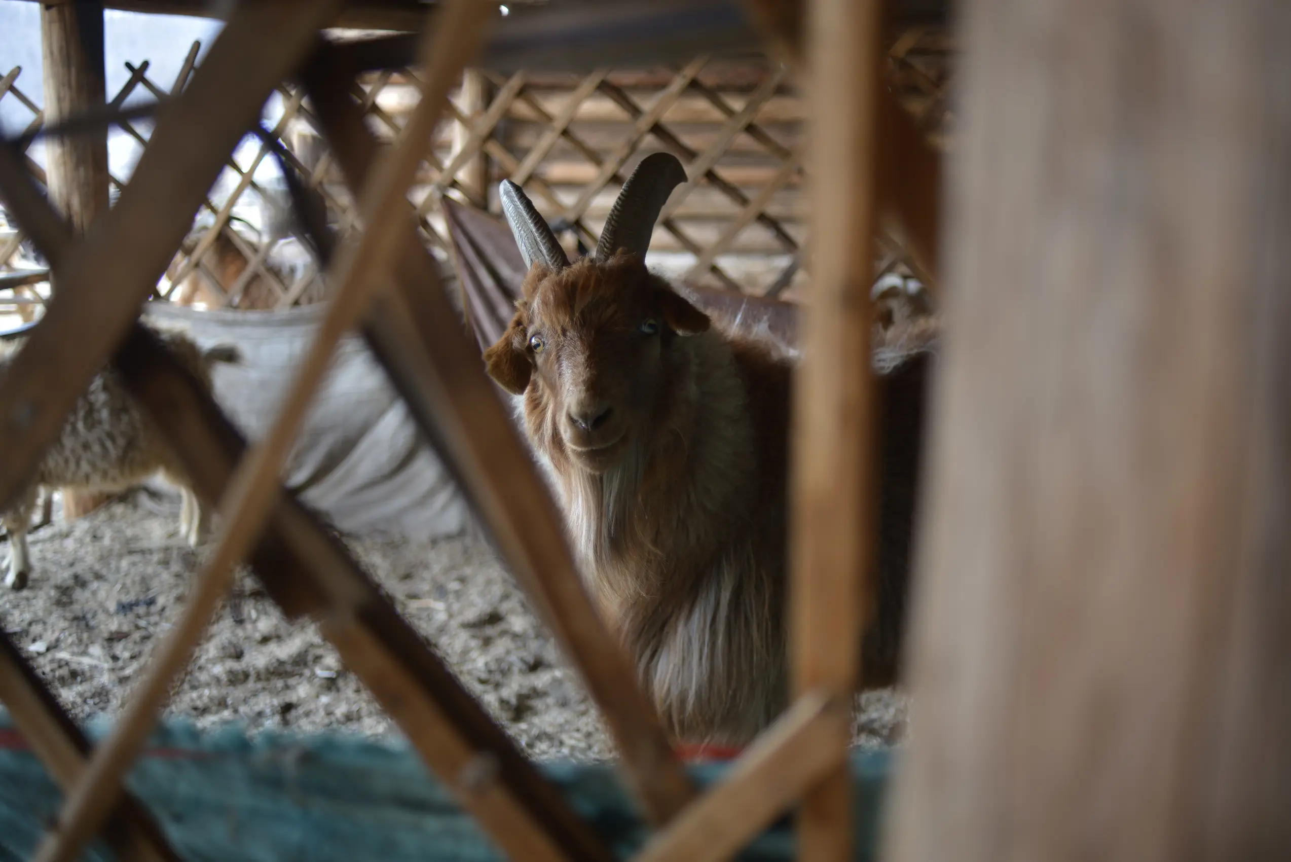 cashmere goat to be combed