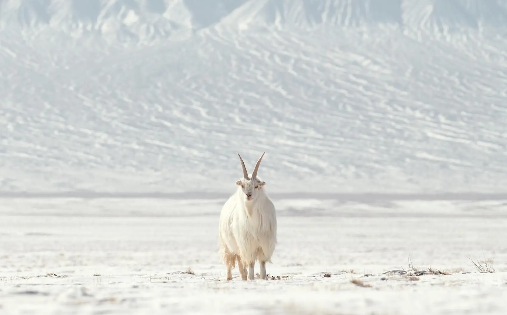 Gobi cashmere