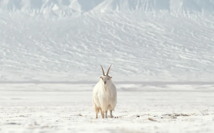 Gobi cashmere