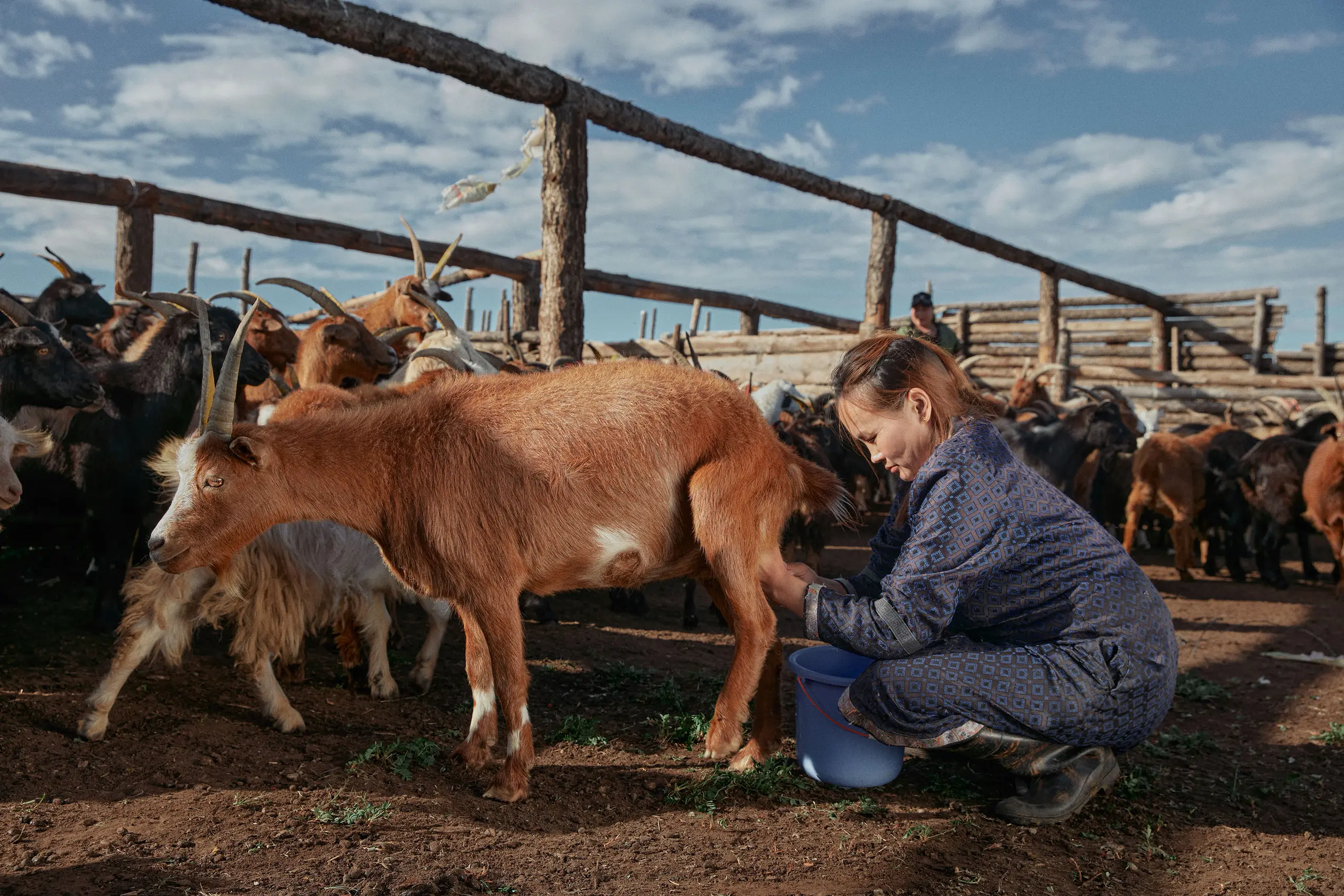 GOBI Cashmere mongolian goat herders