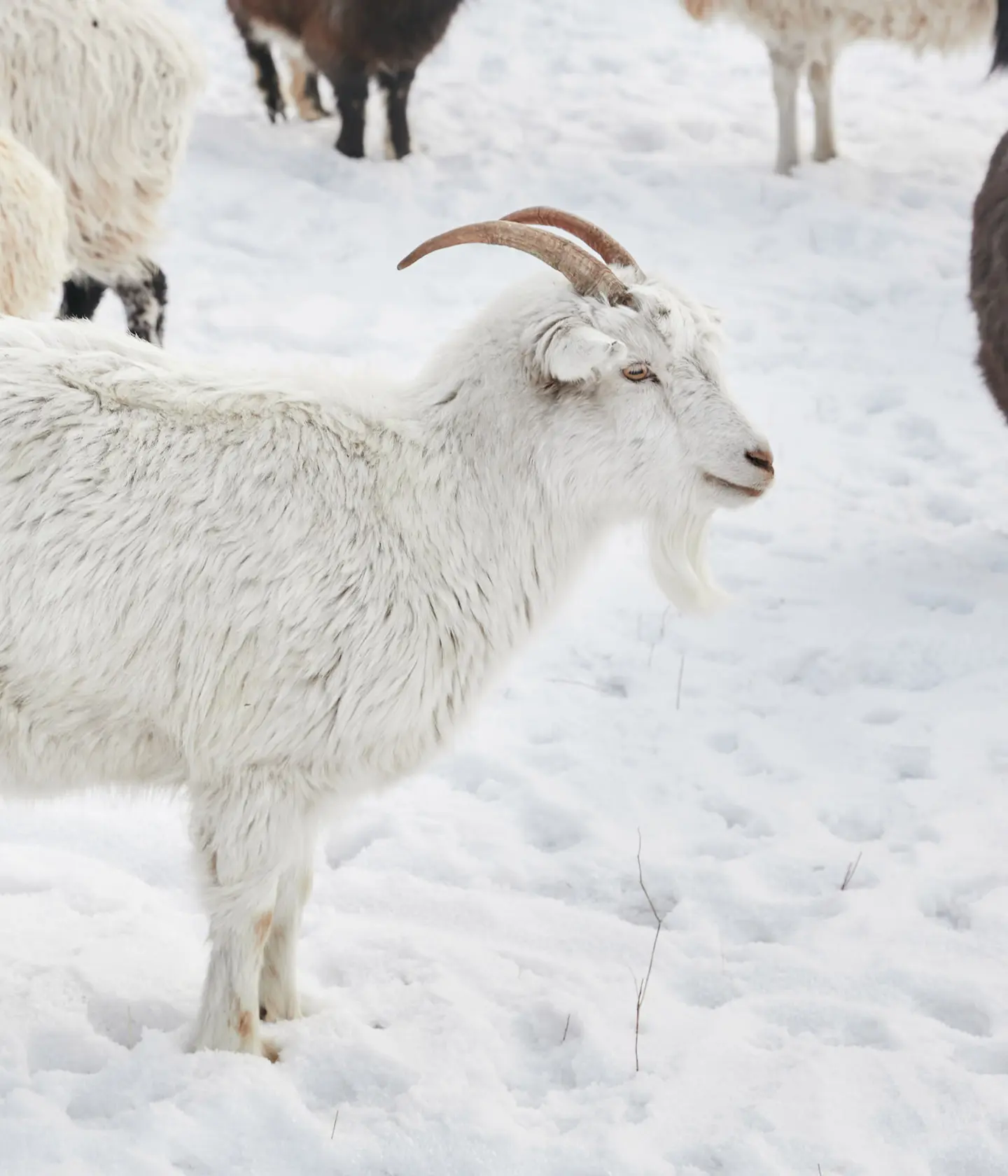 White goat image