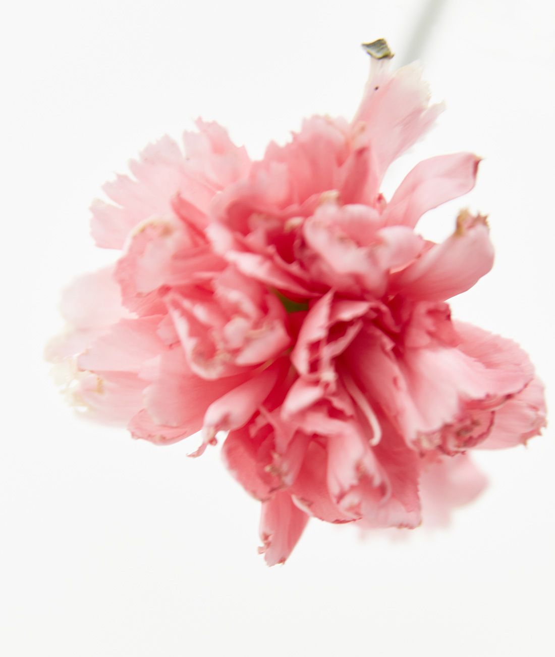 Gifts Guide Gobi Mongolian Cashmere