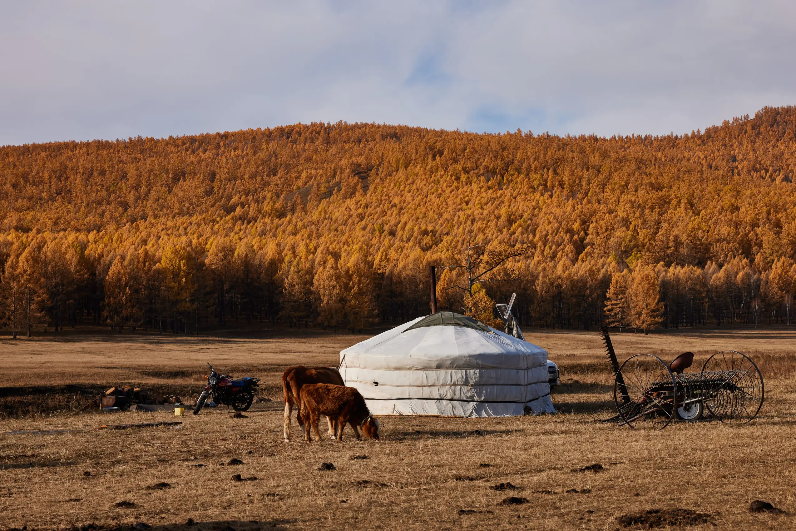 mongolian yurt in autumn