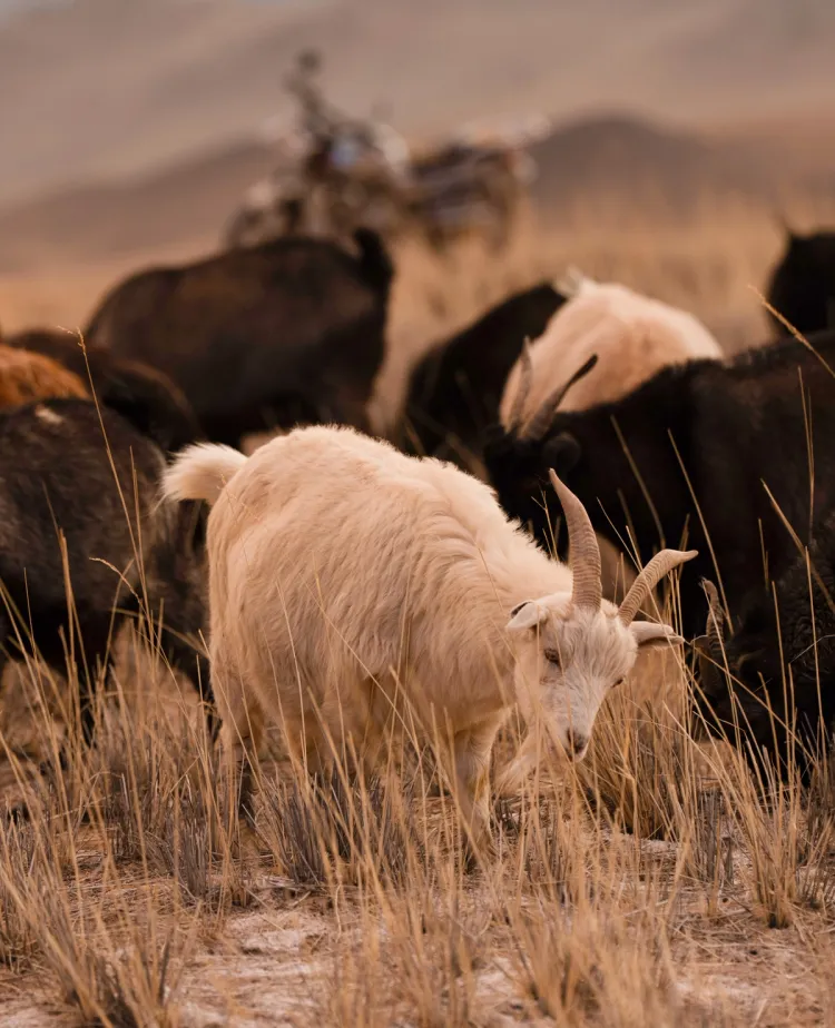 Gobi cashmere