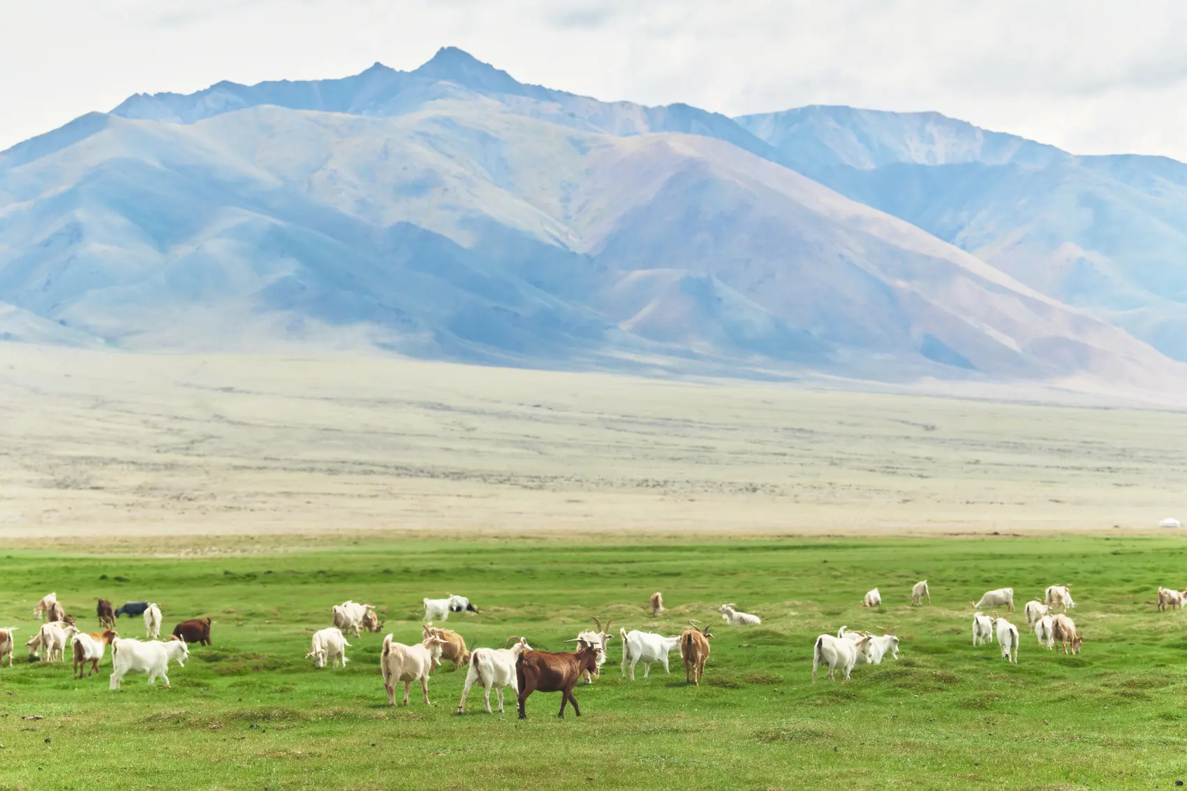 Gobi cashmere
