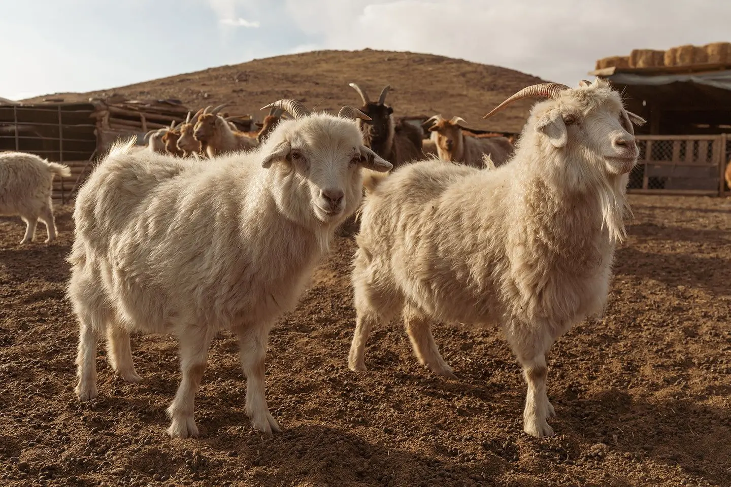Cashmere Comb Sheep Skin - Gobi Cashmere
