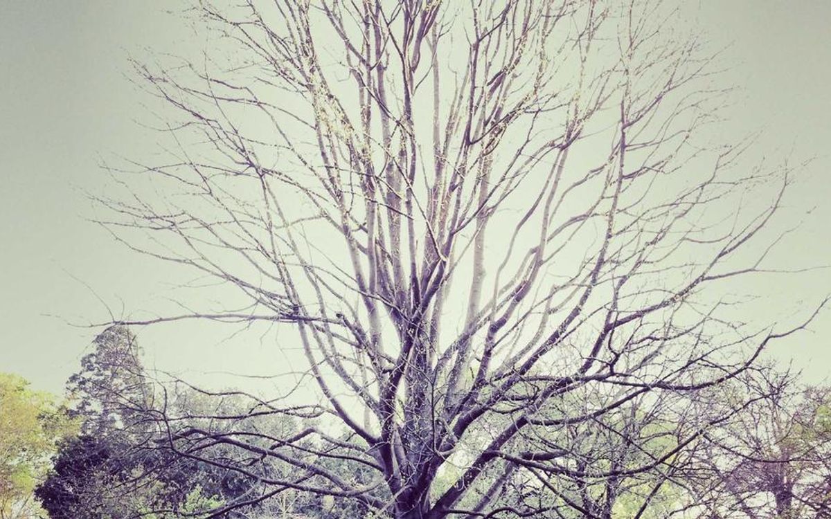 The Evolution of Cryptocurrency: A Dream of Decentralization