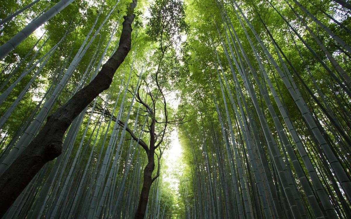 Understanding Market Corrections and Their Impact on Investments