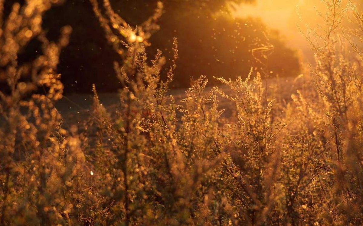 Mastering Oracle APEX: A Step-by-Step Guide