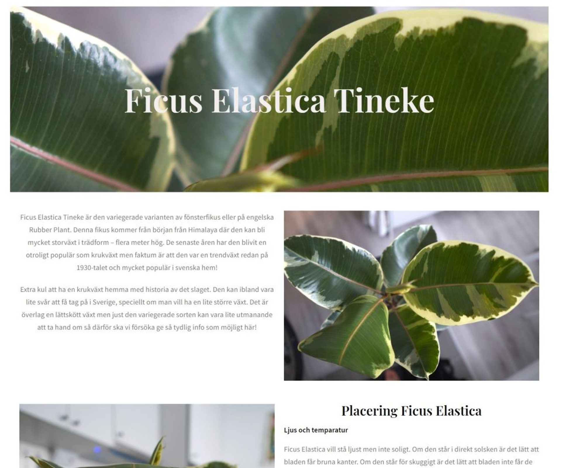 Ficus Elastica Tineke