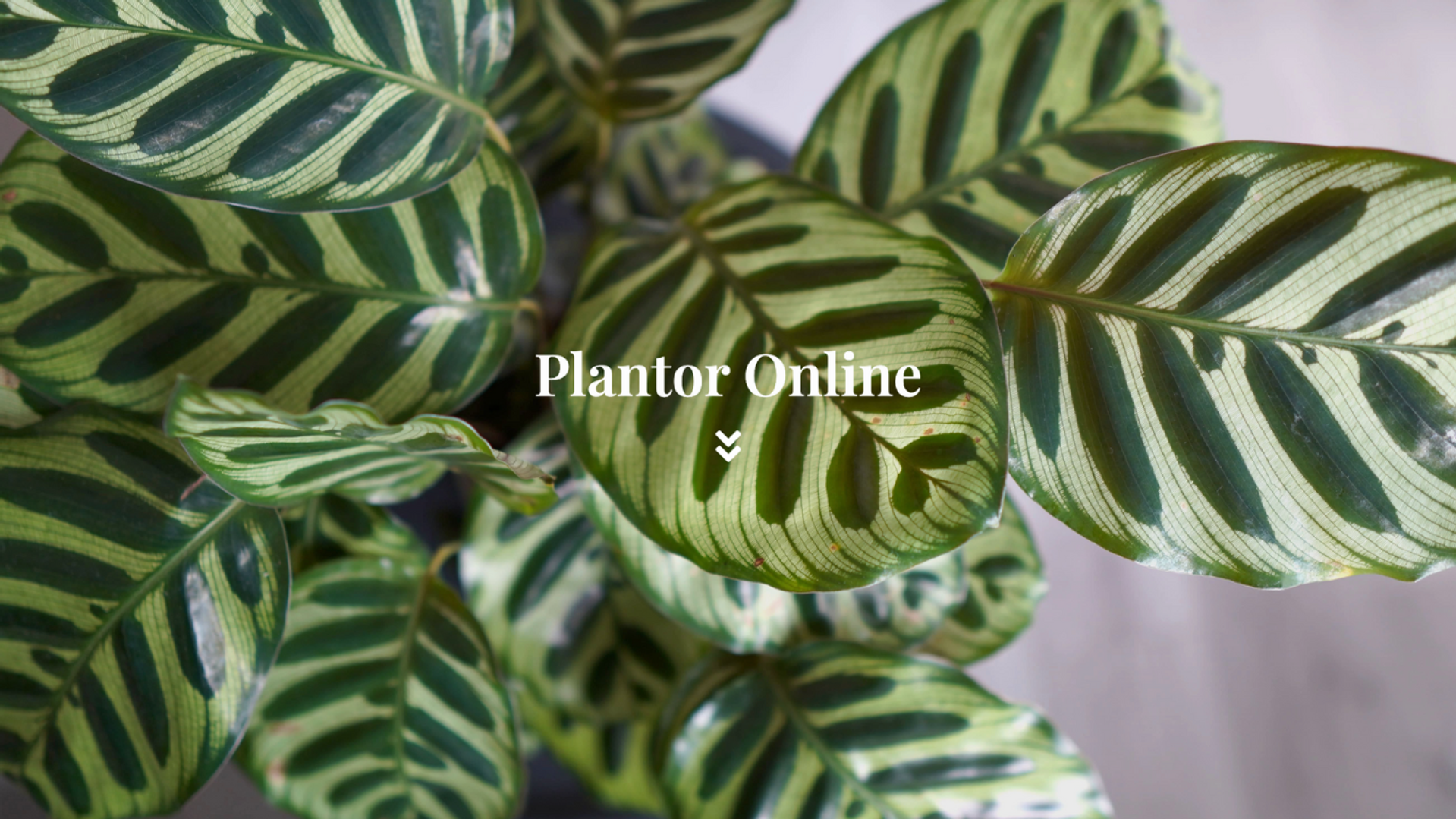 Plantor online startsida