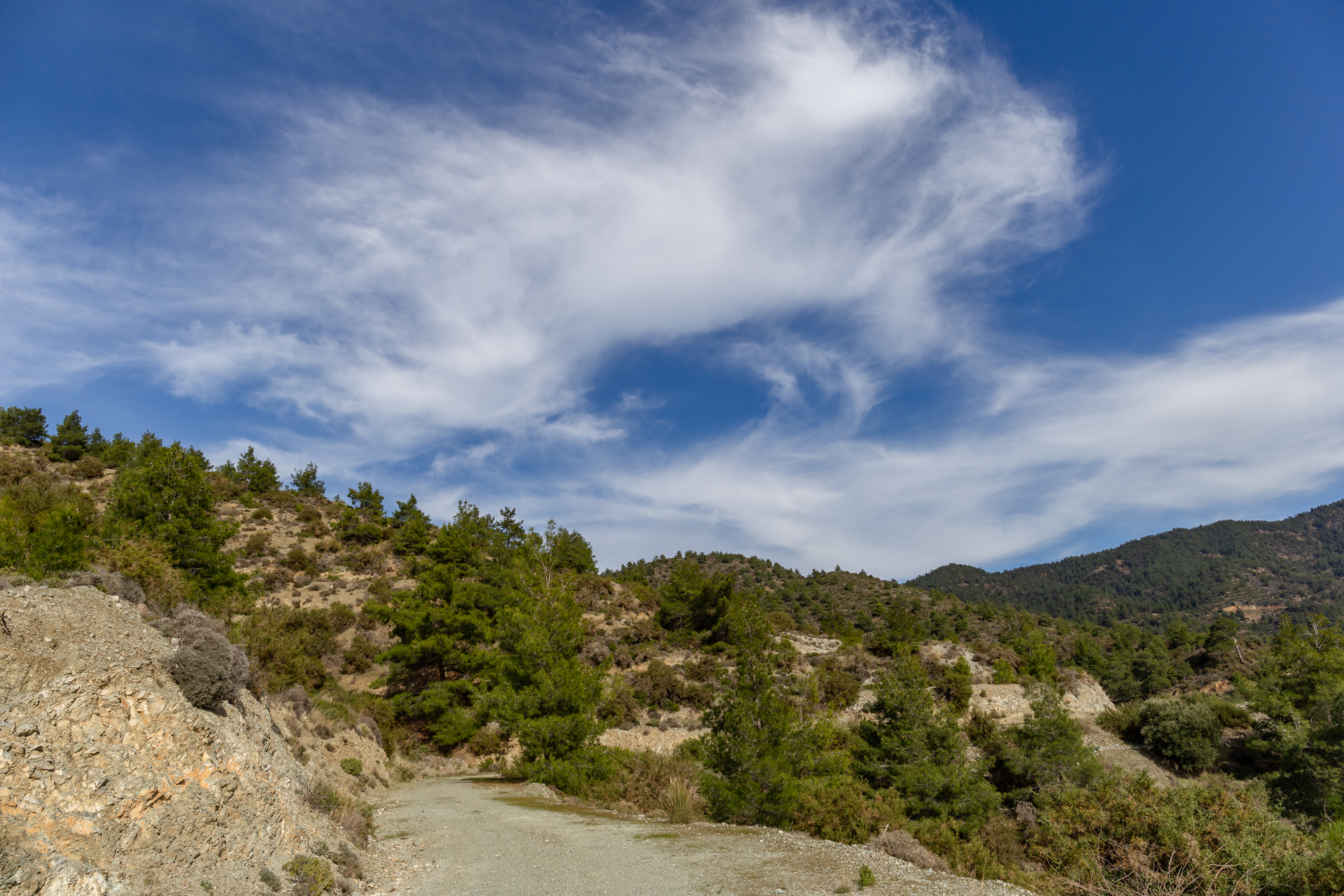 Troodos Mountains forest road through pine trees in Cyprus