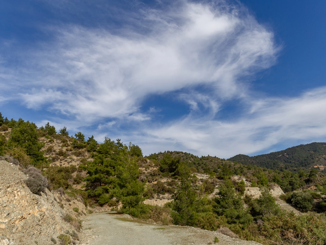 Troodos Mountains forest road through pine trees in Cyprus