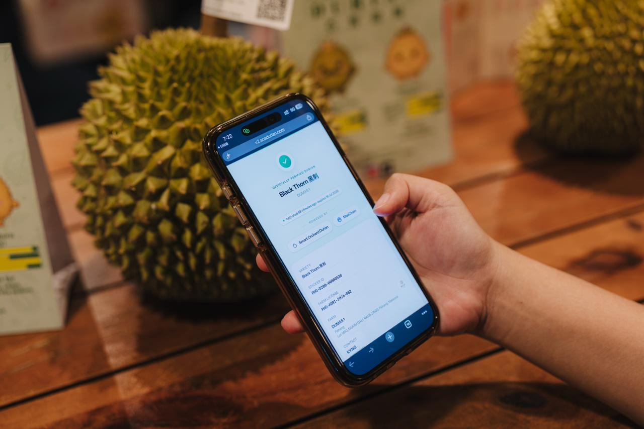 Phone displaying durian authenticity verification beside fresh durians