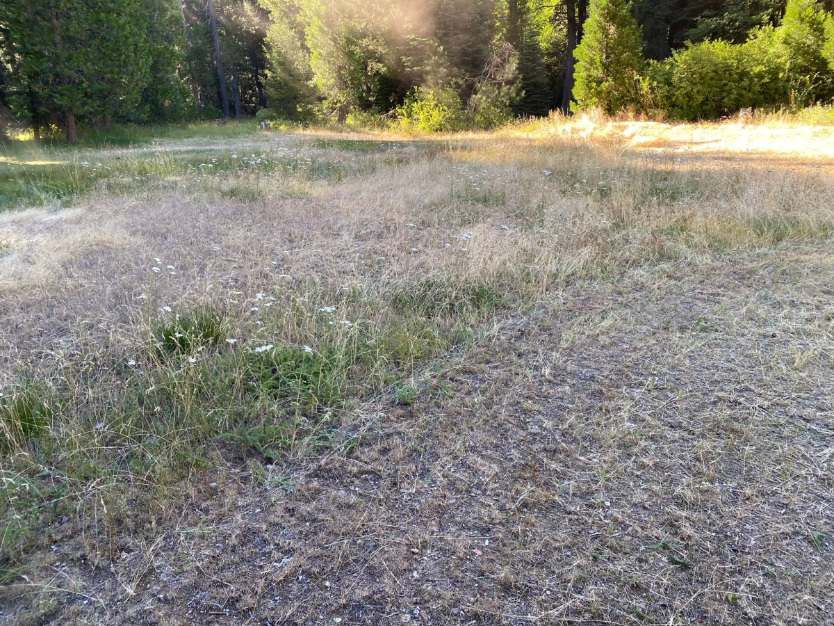 Back field mowed for client, before