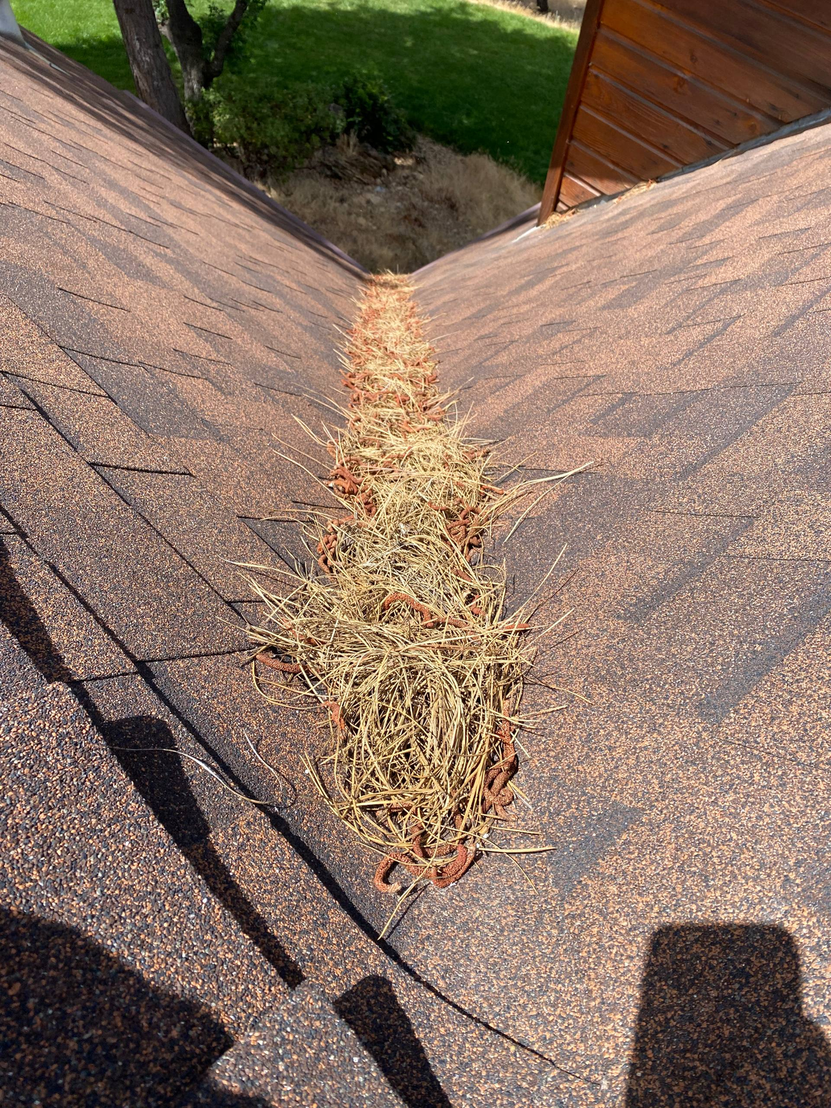 Pine needles cleaned of a roof, before
