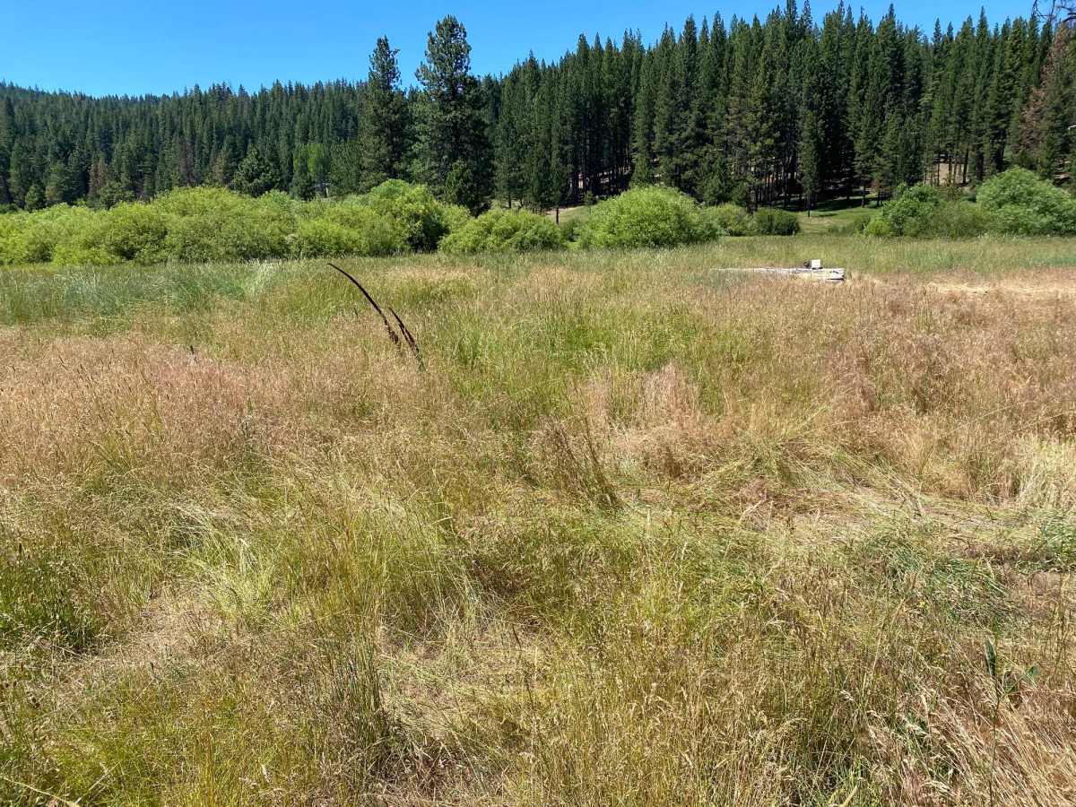 Mowed field in Butterfly Valley, before