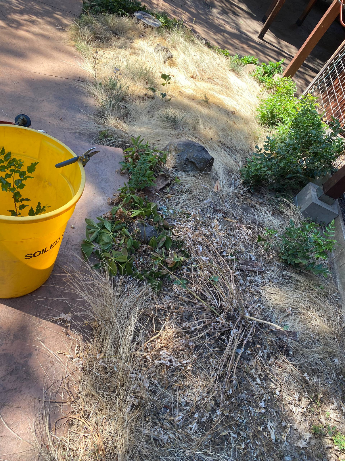 A garden bed we tore up in Quincy, before