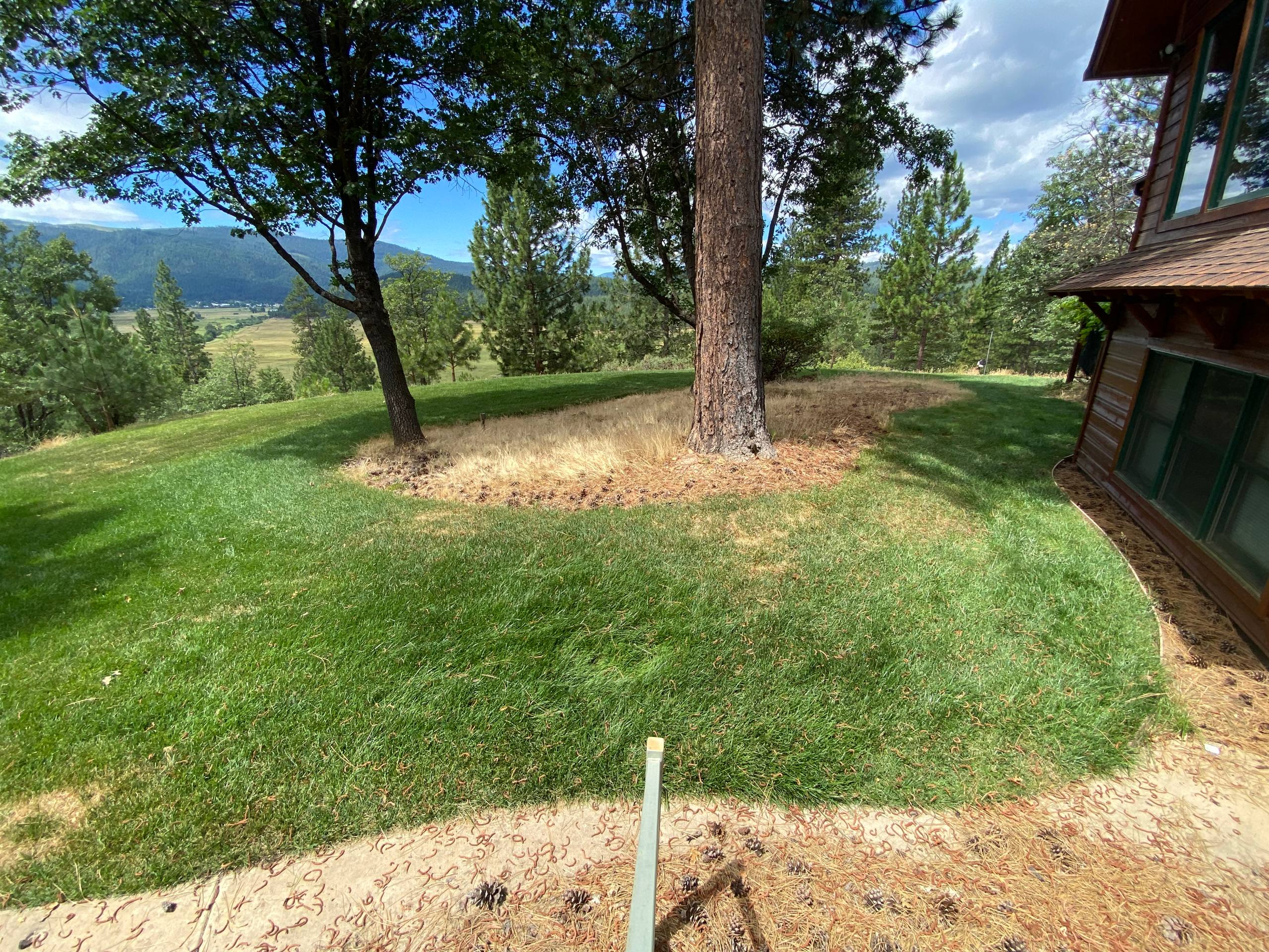 Before and after of lawn mowing, weed wacking and clean up in Quincy, before