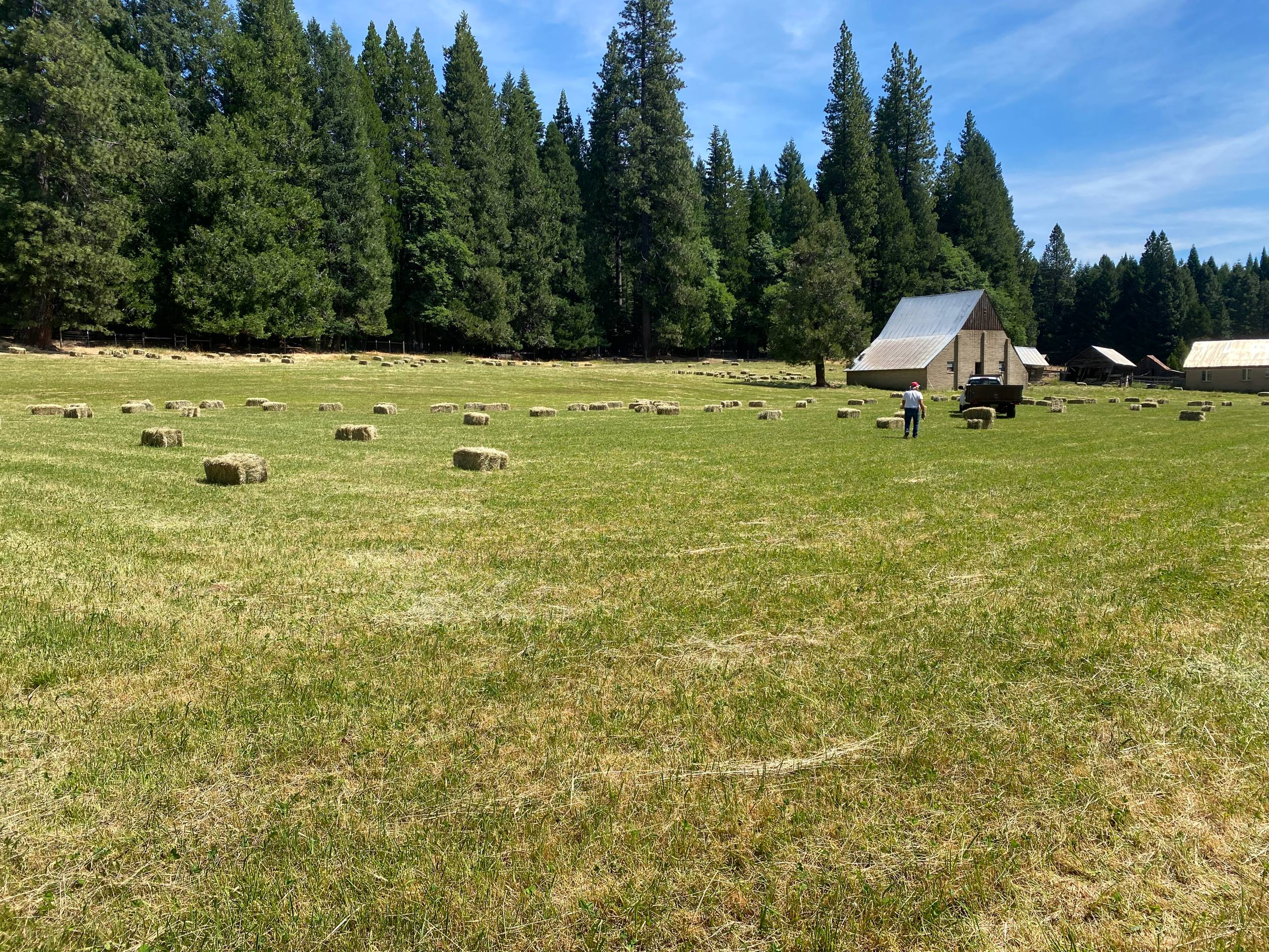 Hay in a Meadow valley field before and after, before