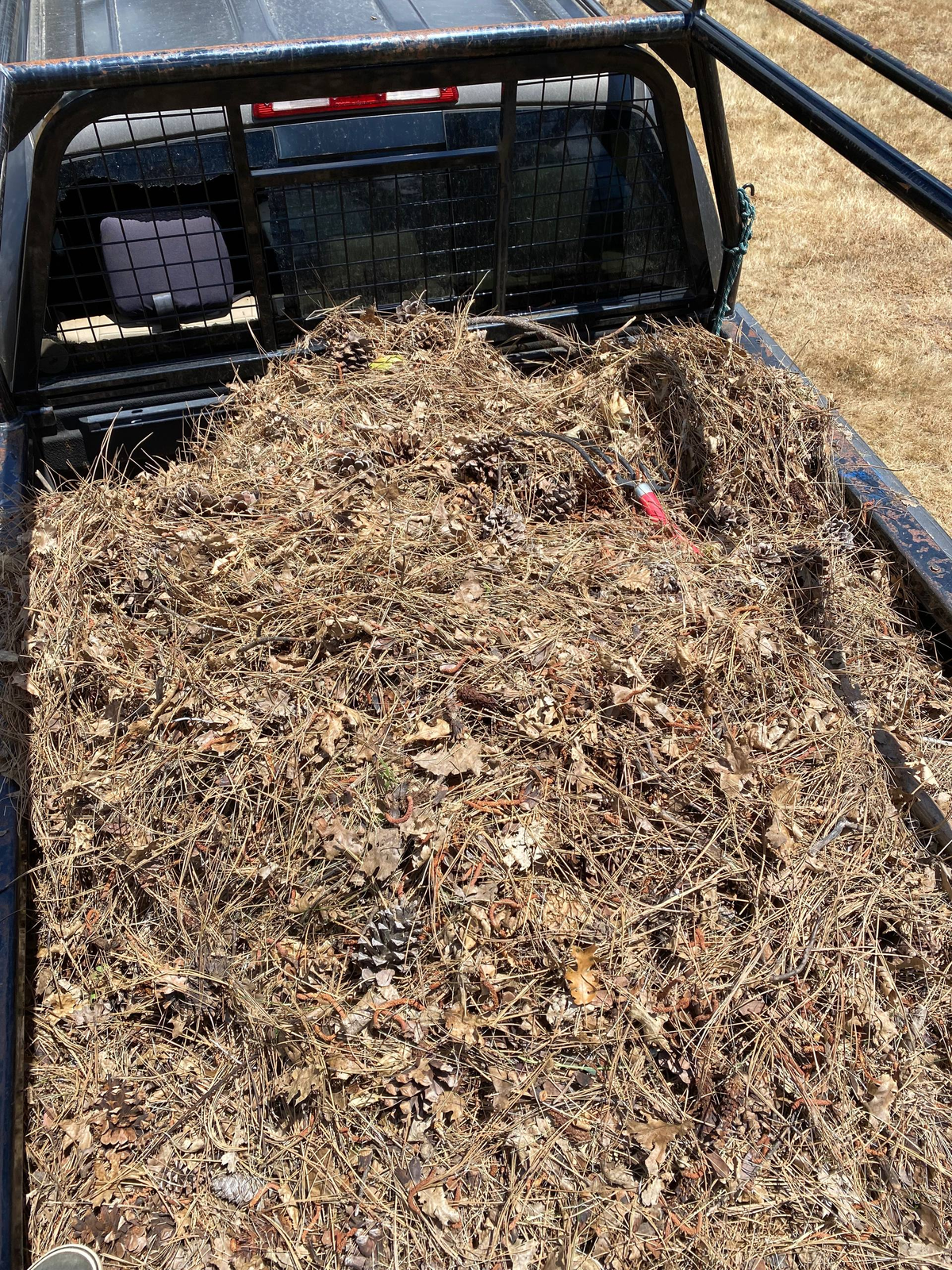 Pine needles and cones we removed from a property