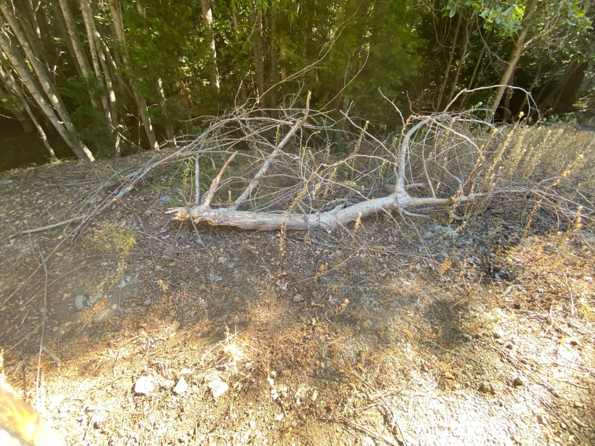large branch chopped up then taken to dump and area cleaned for a client near Bucks Lake, before
