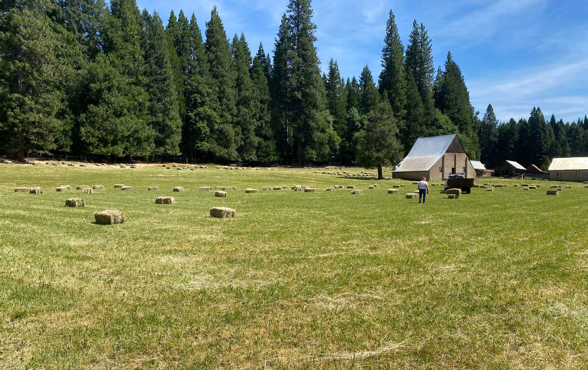 Hay in a Meadow valley field before and after, before