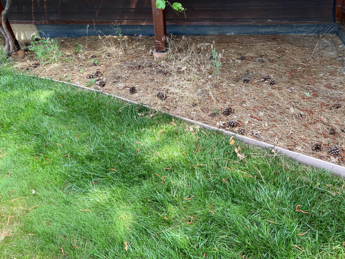 Pine needle and pine cone clean up, before