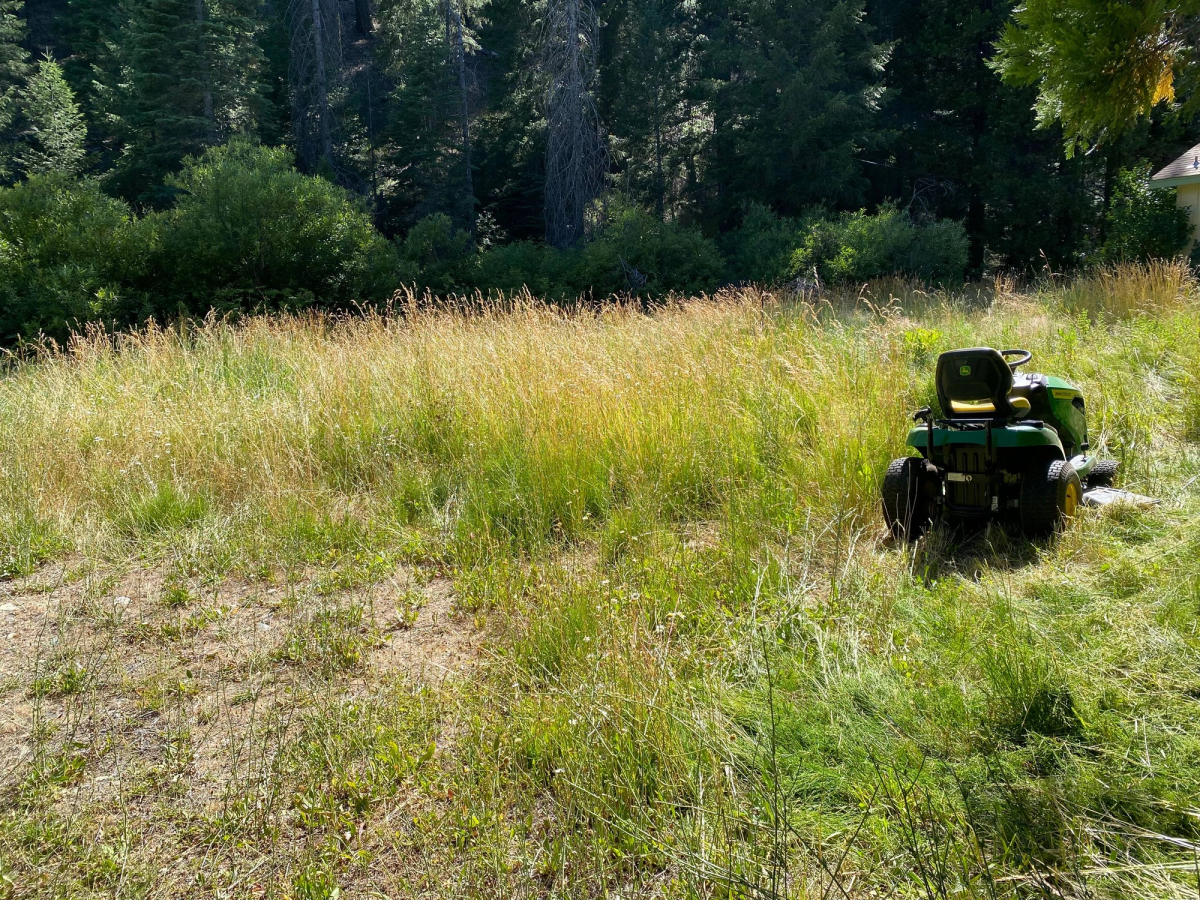 Front lawn mowed down from 5ft and made manageable, before